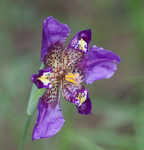 Propeller flower